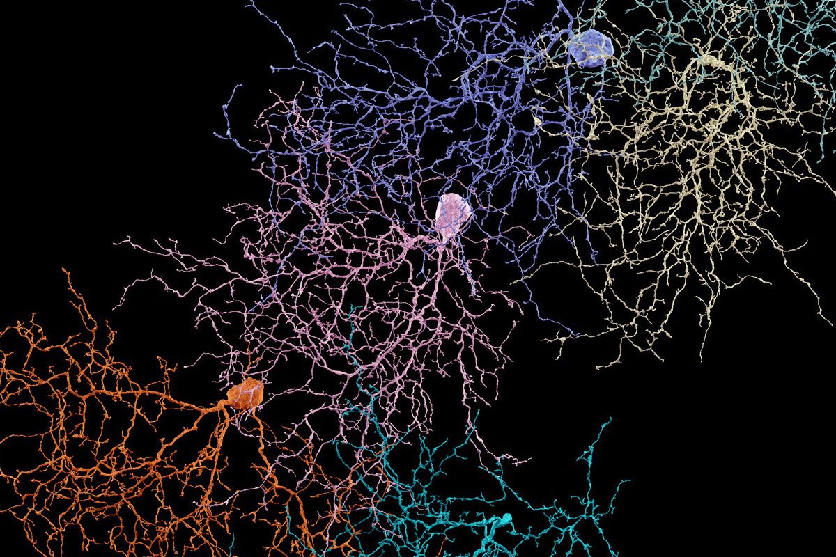 محققان بزرگ‌ترین نقشه مغز انسان را طراحی کردند - آژانس مدیا و مارکتینگ ردی استودیو
