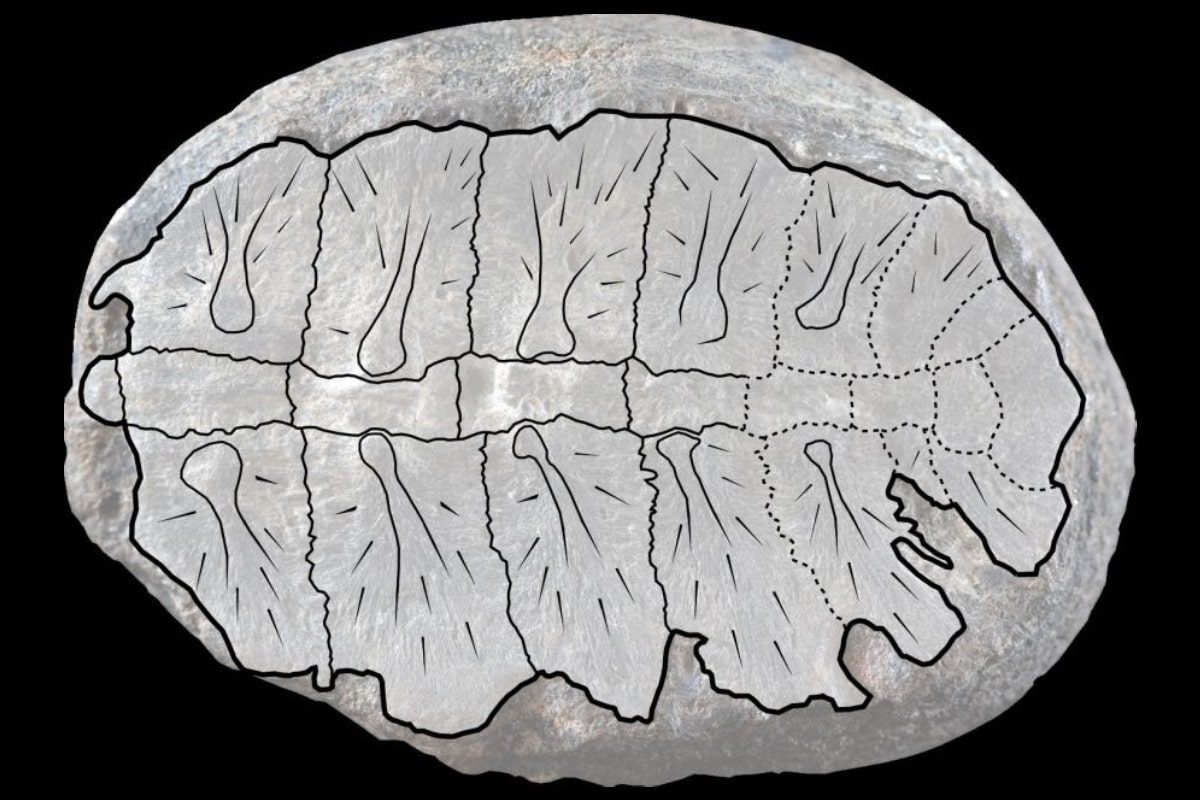 فسیل گیاهی ۱۲۰ میلیون ساله، فسیل بچه لاک‌پشت از آب - آژانس مدیا و مارکتینگ ردی استودیو